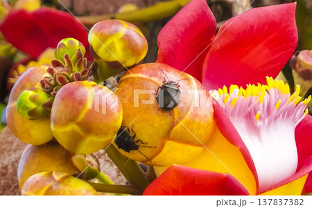 Cannonball tree Shorea Robusta with flower and black bugs Brazil. 137837382