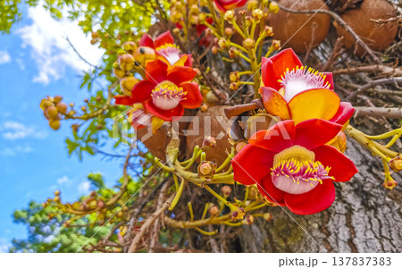 Cannonball tree Shorea Robusta with flower and brown fruits Brazil. 137837383