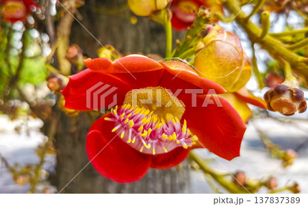 Cannonball tree Shorea Robusta with flower and brown fruits Brazil. 137837389