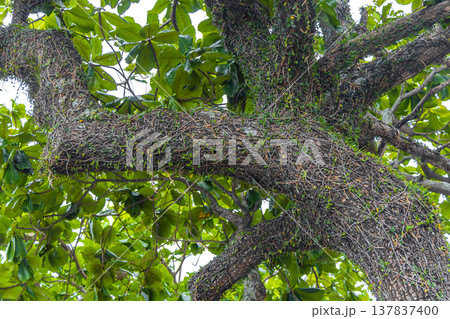 Green tropical tree leaves fruit and blue cloudy sky Brazil. Green tropical tree leaves fruit and blue cloudy sky Brazil. 137837400