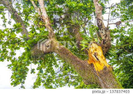 Green tropical tree leaves fruit and blue cloudy sky Brazil. Green tropical tree leaves fruit and blue cloudy sky Brazil. 137837403