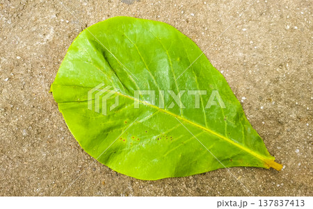 Green tropical plants flowers leaves leaf tree trees nature Brazil. Green tropical plants flowers leaves leaf tree trees nature Brazil. 137837413