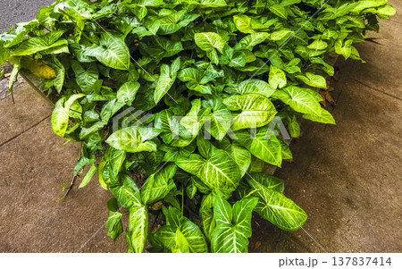Green tropical plants flowers leaves leaf tree trees nature Brazil. Green tropical plants flowers leaves leaf tree trees nature Brazil. 137837414