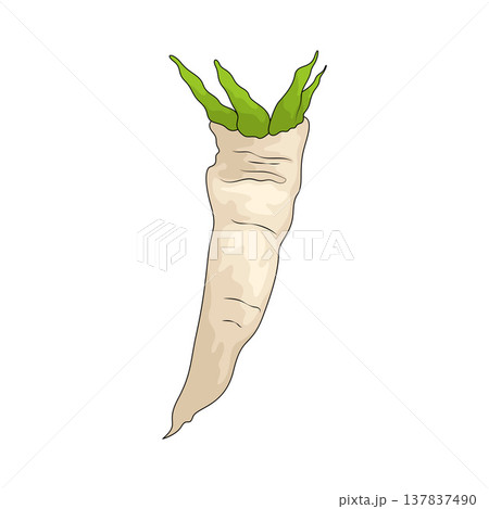 Illustration of daikon Illustration of daikon 137837490