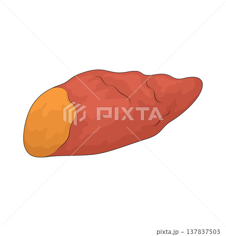 Illustration of Sweet Potato Illustration of Sweet Potato 137837503