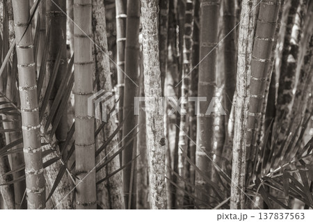 Green yellow bamboo palm trees Rio de Janeiro Brazil. 137837563