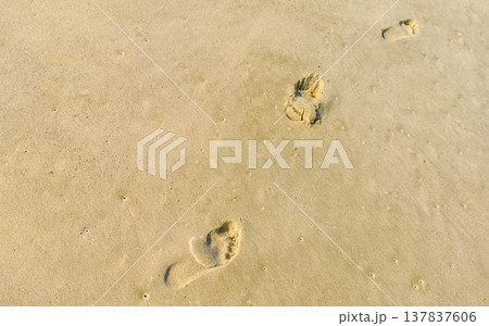 Beach sand with pebbles shells mussels and footprint footprints Brazil. 137837606
