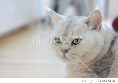 Close up of a human hand gently petting a cute fluffy white British Shorthair cat with beautiful green eyes. Love, bonding and affection between pet owner and adorable feline companion at home. Close up of a human hand gently petting a cute fluffy white British Shorthair cat with beautiful green eyes. Love, bonding and affection between pet owner and adorable feline companion at home. 137837818