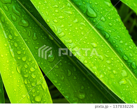 Dew Drop Water on Green Leaf Background, Droplet Rain morning Fresh Wet Life Plant Light Beauty Spring Environment, Surface Leaves Growth Summer Nature Weather Garden Environment conversation. Dew Drop Water on Green Leaf Background, Droplet Rain morning Fresh Wet Life Plant Light Beauty Spring Environment, Surface Leaves Growth Summer Nature Weather Garden Environment conversation. 137838226