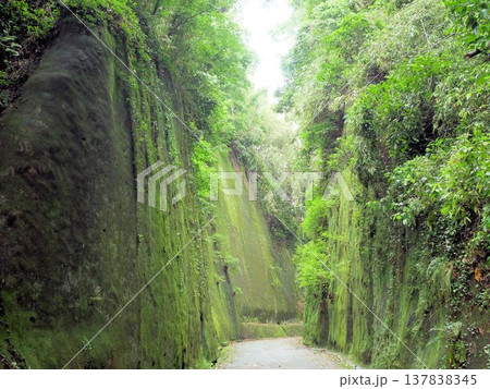 岩隈山の切通し 苔に覆われた岸壁 (熊本県山鹿市) 岩隈山の切通し 苔に覆われた岸壁 (熊本県山鹿市) 137838345