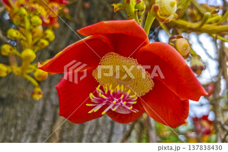 Cannonball tree Shorea Robusta with flower and brown fruits Brazil. 137838430