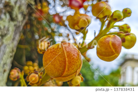 Cannonball tree Shorea Robusta with flower and brown fruits Brazil. 137838431