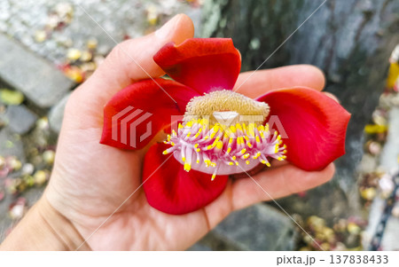 Cannonball tree Shorea Robusta big flower in the hand Brazil. 137838433