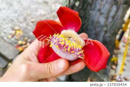 Cannonball tree Shorea Robusta big flower in the hand Brazil. 137838434