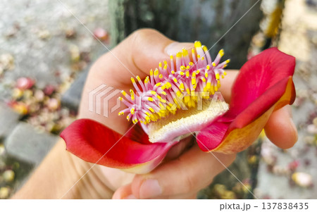 Cannonball tree Shorea Robusta big flower in the hand Brazil. 137838435