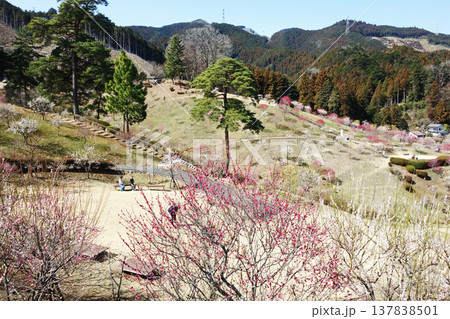 東京都青梅市の梅の公園(再植栽10年目) 東京都青梅市の梅の公園(再植栽10年目) 137838501