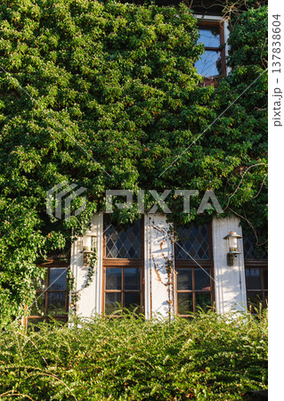 Traditional European house facade with wooden windows covered by lush climbing ivy plants in small German town 137838604