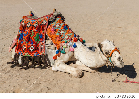 Decorated camel with colorful saddle resting on sand in Egyptian desert tourist location Decorated camel with colorful saddle resting on sand in Egyptian desert tourist location 137838610