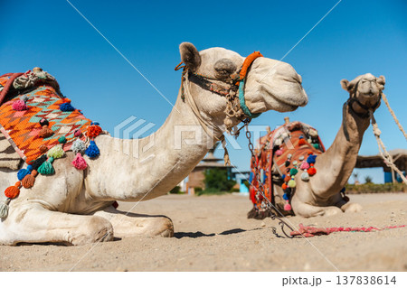 Two decorated camels resting on sand in Egyptian desert ready for tourist rides Two decorated camels resting on sand in Egyptian desert ready for tourist rides 137838614