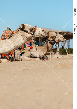 Two camels resting on desert sand in Egypt prepared for tourist rides in sunny desert landscape Two camels resting on desert sand in Egypt prepared for tourist rides in sunny desert landscape 137838625