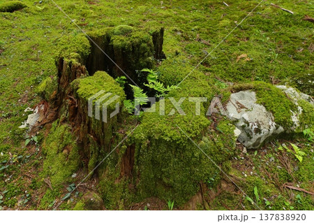 苔むした杉の切り株 苔むした杉の切り株 137838920