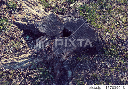 切り株 137839048