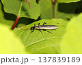 オオヤマカワゲラ オオヤマカワゲラ 137839189