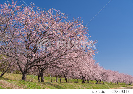 《埼玉県》美しい安行寒桜の桜並木・北浅羽桜堤公園 《埼玉県》美しい安行寒桜の桜並木・北浅羽桜堤公園 137839318