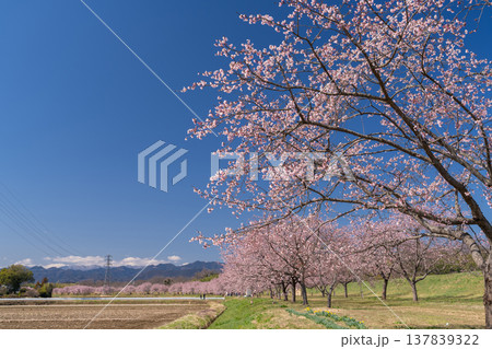 《埼玉県》美しい安行寒桜の桜並木・北浅羽桜堤公園 137839322