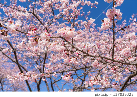 《埼玉県》美しい安行寒桜の桜並木・北浅羽桜堤公園 137839325