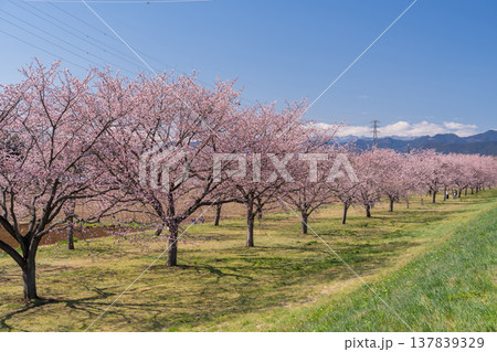 《埼玉県》美しい安行寒桜の桜並木・北浅羽桜堤公園 137839329