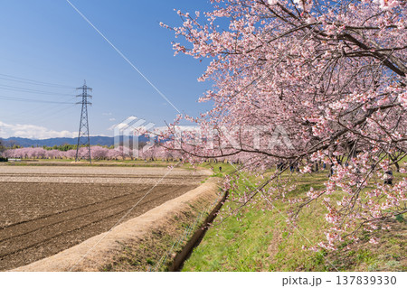 《埼玉県》美しい安行寒桜の桜並木・北浅羽桜堤公園 137839330