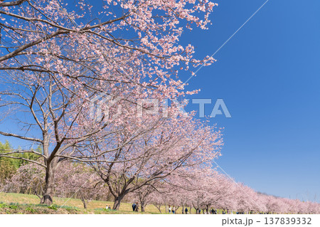 《埼玉県》美しい安行寒桜の桜並木・北浅羽桜堤公園 《埼玉県》美しい安行寒桜の桜並木・北浅羽桜堤公園 137839332