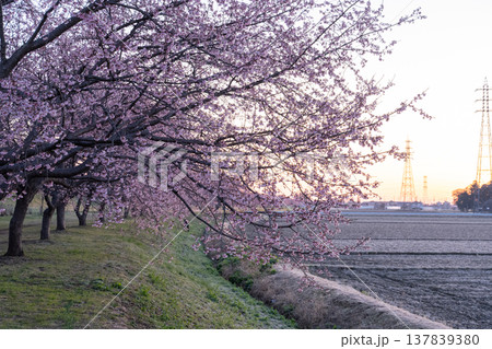 《埼玉県》美しい安行寒桜の桜並木・北浅羽桜堤公園 137839380