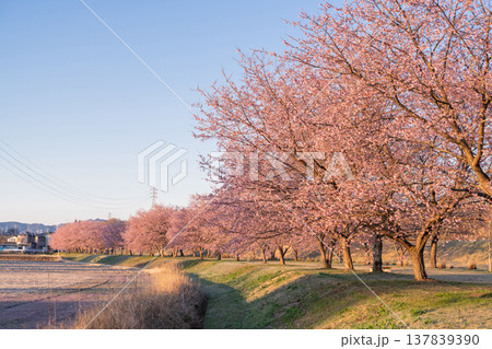 《埼玉県》美しい安行寒桜の桜並木・北浅羽桜堤公園 137839390