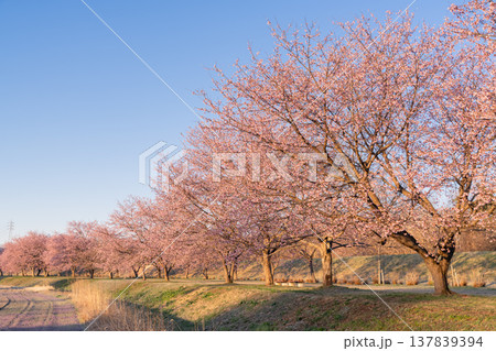 《埼玉県》美しい安行寒桜の桜並木・北浅羽桜堤公園 137839394