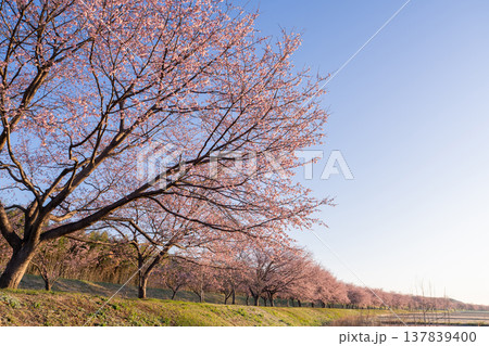 《埼玉県》美しい安行寒桜の桜並木・北浅羽桜堤公園 《埼玉県》美しい安行寒桜の桜並木・北浅羽桜堤公園 137839400