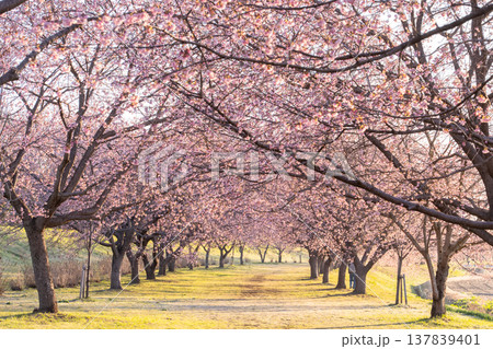 《埼玉県》美しい安行寒桜の桜並木・北浅羽桜堤公園 《埼玉県》美しい安行寒桜の桜並木・北浅羽桜堤公園 137839401