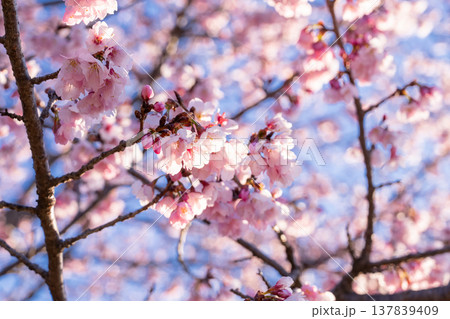 《埼玉県》美しい安行寒桜の桜並木・北浅羽桜堤公園 《埼玉県》美しい安行寒桜の桜並木・北浅羽桜堤公園 137839409