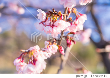 《埼玉県》美しい安行寒桜の桜並木・北浅羽桜堤公園 137839410