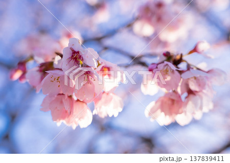 《埼玉県》美しい安行寒桜の桜並木・北浅羽桜堤公園 《埼玉県》美しい安行寒桜の桜並木・北浅羽桜堤公園 137839411