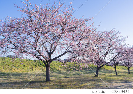 《埼玉県》美しい安行寒桜の桜並木・北浅羽桜堤公園 《埼玉県》美しい安行寒桜の桜並木・北浅羽桜堤公園 137839426
