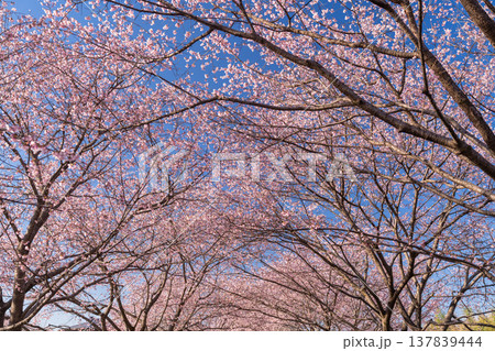 《埼玉県》美しい安行寒桜の桜並木・北浅羽桜堤公園 137839444