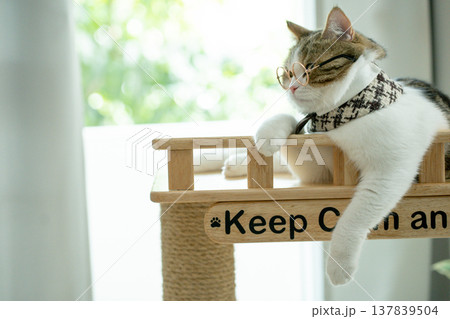 scottish tabby cat play and wear eyeglasses scottish tabby cat play and wear eyeglasses 137839504