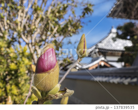 古都の春、今にも開きそうな紫木蓮 137839535