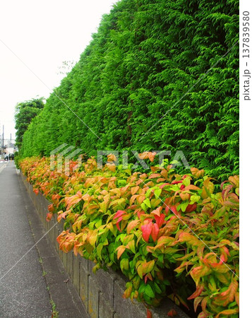 初夏の住宅地の桧葉の生垣と若葉のお多福南天の植え込み風景 137839580