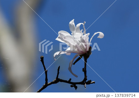 日本固有種モクレン科シデコブシの開花 日本固有種モクレン科シデコブシの開花 137839714