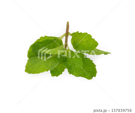Fresh spearmint leaves (Mint, peppermint) Fresh spearmint leaves (Mint, peppermint) 137839758