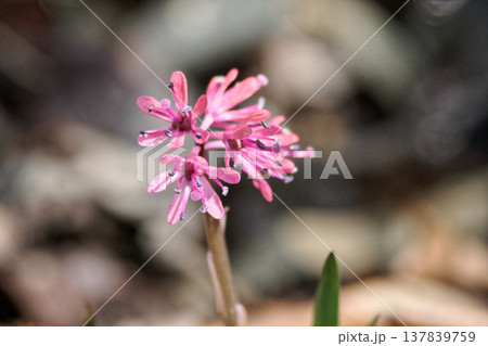 多年草の在来種 メランチウム科ショウジョウバカマ 137839759