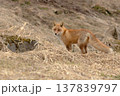 北海道の草地に立つキタキツネのポートレート 137839797